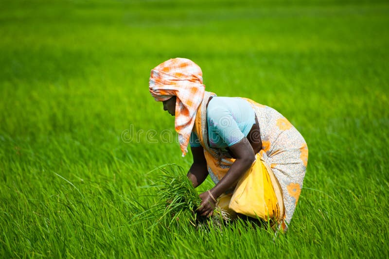 Indian woman works at rice field