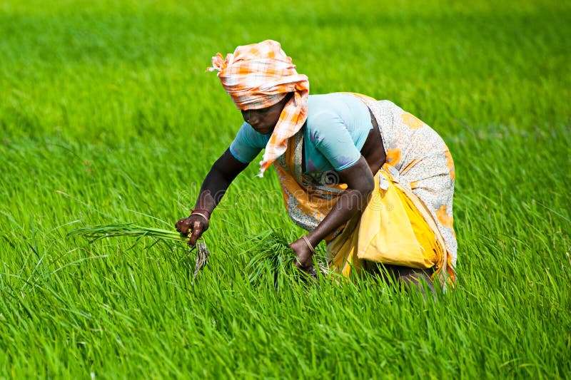 Indian woman works at rice field