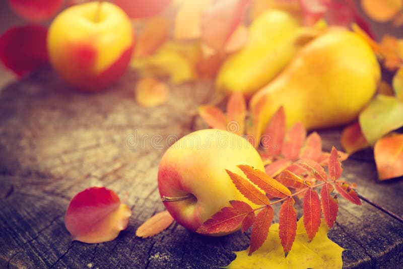 Thanksgiving background. Autumn colorful leaves, apples and pears stock photography Thanksgiving background. Autumn colorful leaves, apples and pears stock photography