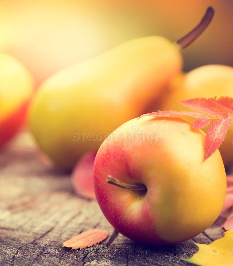 Thanksgiving background. Autumn colorful leaves, apples and pears