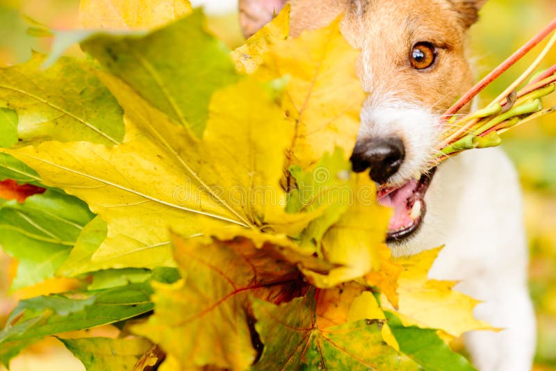 Jack Russell Terrier dog fetches fall bouquet. Jack Russell Terrier dog fetches fall bouquet