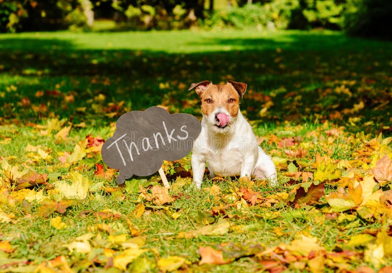 Jack Russell Terrier sitting on autumn lawn at park. Jack Russell Terrier sitting on autumn lawn at park