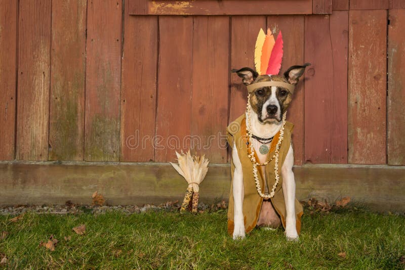 A cute dog dressed up for Thanksgiving. A cute dog dressed up for Thanksgiving.