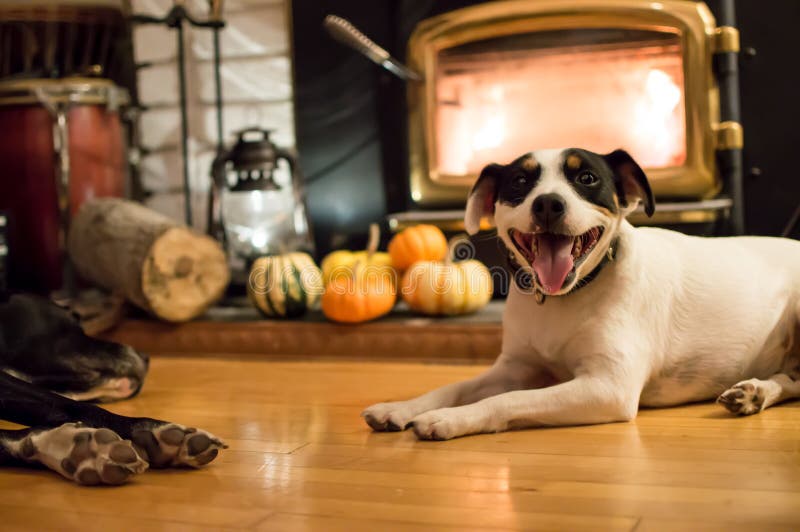 A cute Jack Russell dog relaxing near fireplace in cozy Thanksgiving home with pumpkin decoration and fresh cut wood logs near burning fire at home conceptual autumn holiday photography background. A cute Jack Russell dog relaxing near fireplace in cozy Thanksgiving home with pumpkin decoration and fresh cut wood logs near burning fire at home conceptual autumn holiday photography background