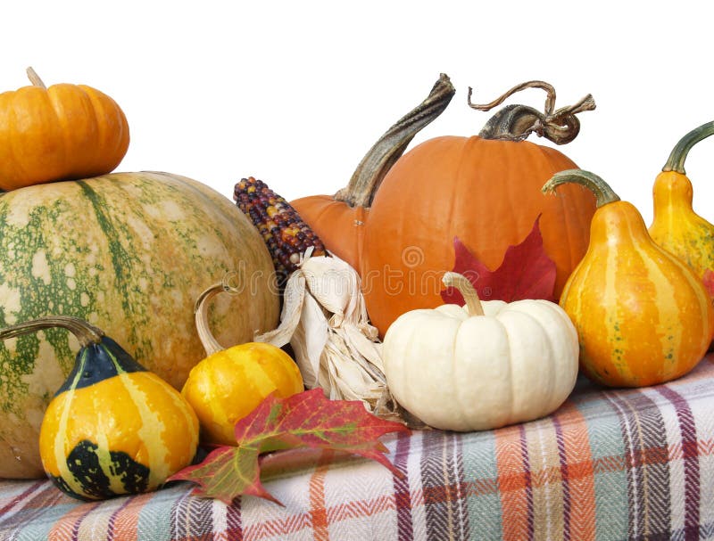 Thanksgiving Gourds Pumpkins Stock Photo Image 3564450