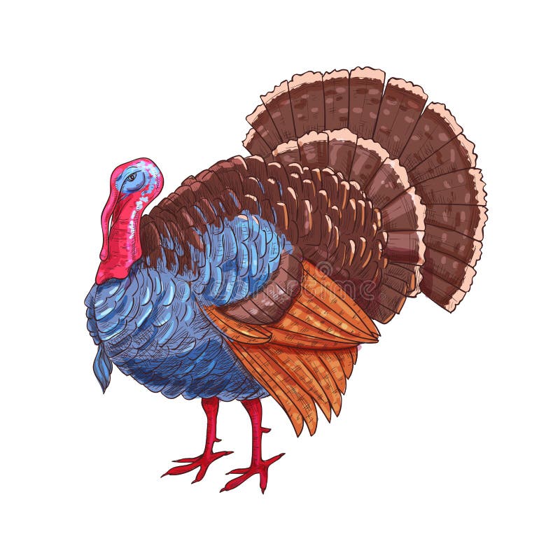 Thanksgiving isolated turkey vector color sketch royalty free illustration Thanksgiving isolated turkey vector color sketch royalty free illustration