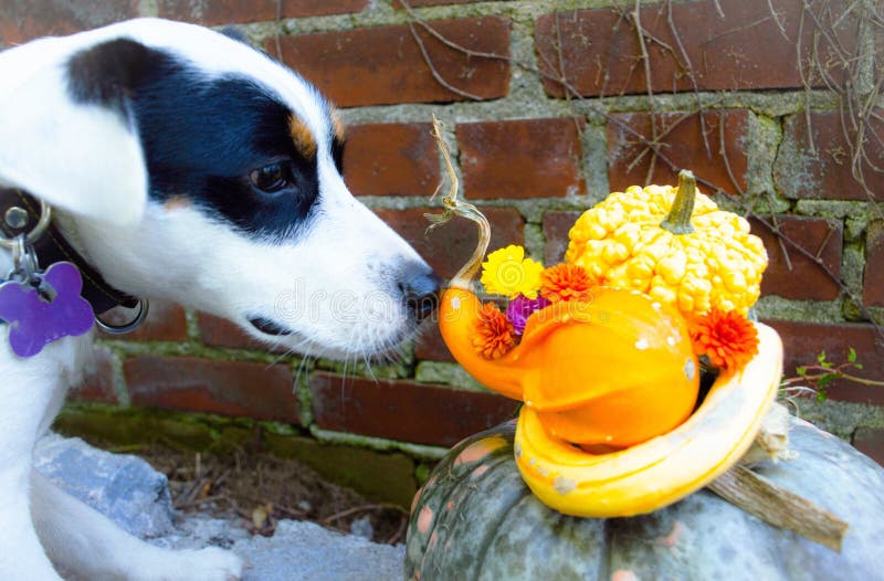 Thanksgiving dog sniffs an autumn decoration Centerpiece - pumpkins are safe for dogs by the flowers are poison to dogs and holiday dangers. Thanksgiving dog sniffs an autumn decoration Centerpiece - pumpkins are safe for dogs by the flowers are poison to dogs and holiday dangers