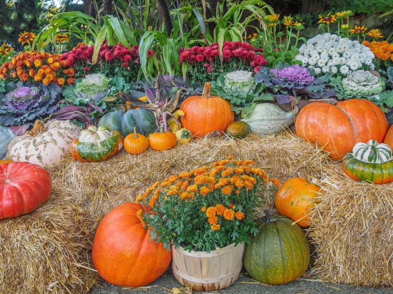 Thanksgiving produce display