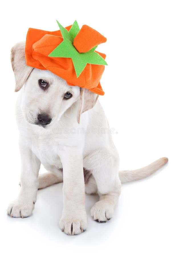 Halloween or Thanksgiving pumpkin puppy dog. Halloween or Thanksgiving pumpkin puppy dog