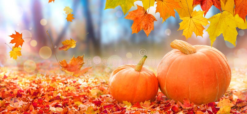 Thanksgiving pumpkins on autumn leaves background. Thanksgiving pumpkins on the nature background of falling autumn leaves. Copy space