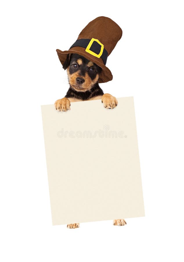 Cute puppy wearing a Thanksgiving pilgrim hat standing up and holding a blank sign to enter your marketing message onto. Cute puppy wearing a Thanksgiving pilgrim hat standing up and holding a blank sign to enter your marketing message onto