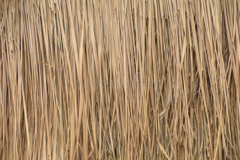 Thatch Roof Background, Hay or Dry Grass Background Stock Image Image