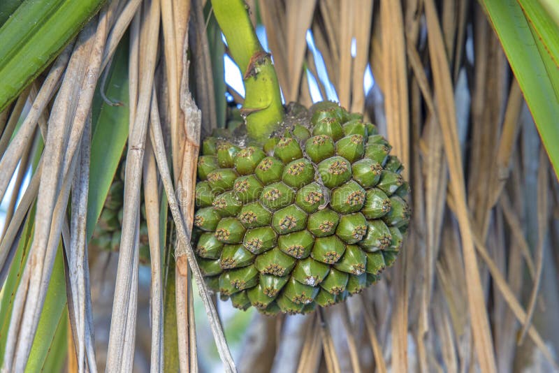 Thatch Screwpine, Closeup stock image. Image of environment 265288385