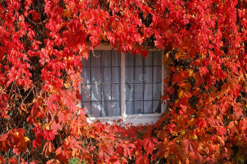 Thatched cottage covered with red Boston ivy in autumn. Traditional English countryside house in Devon.