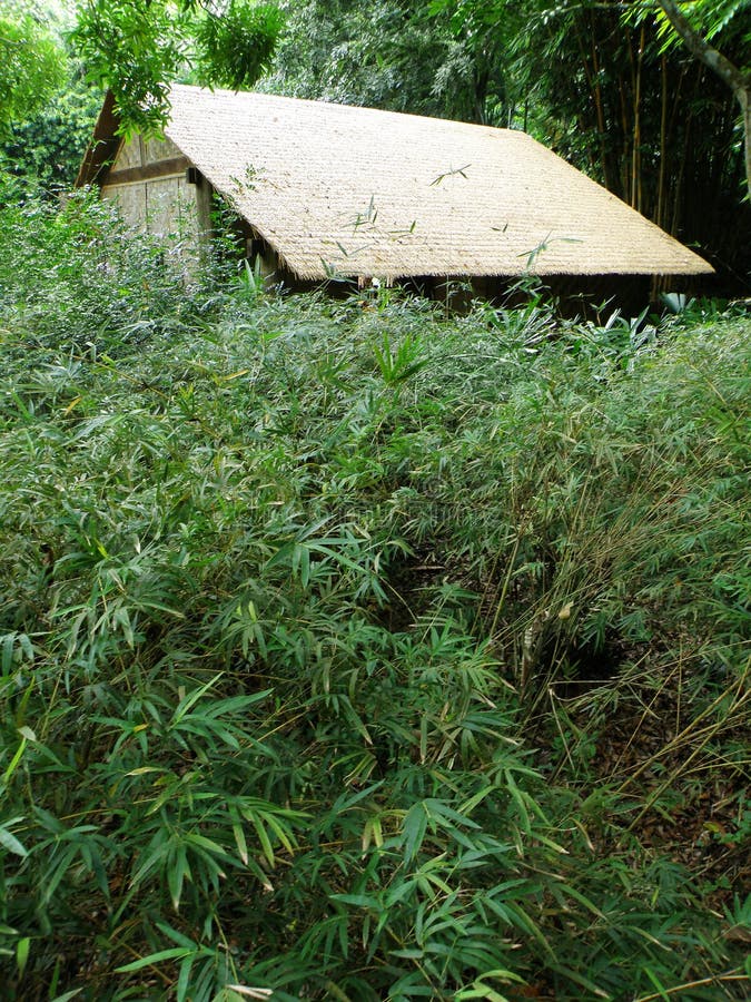 Thatched straw hut, forest