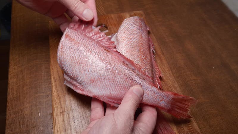 Thawed headless gutted carcasses of redfish, also known as ocean perch on the wooden cutting board on the cooking table. Demonstration of spiny fins. Redfish video