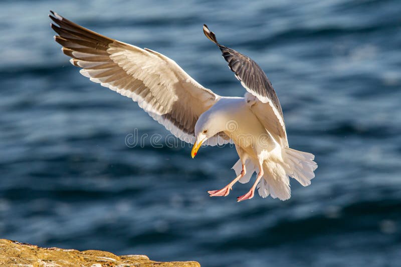 Thayer`s Gull