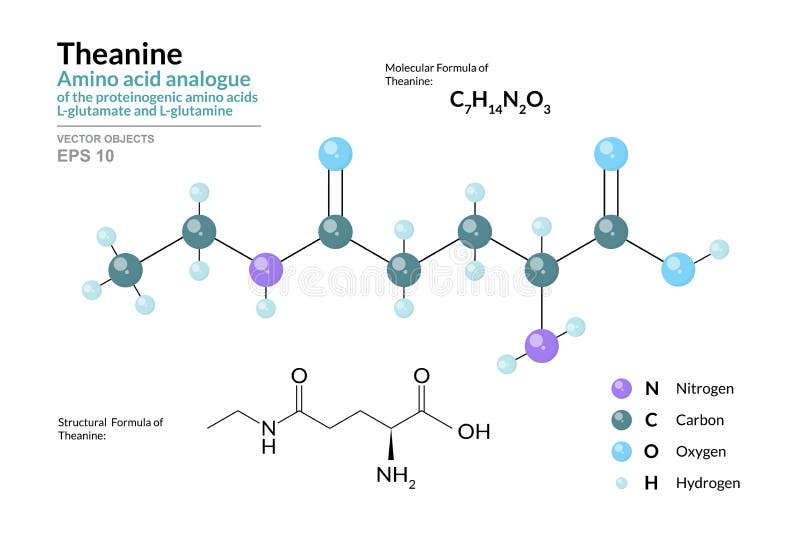 Theanine C7h14n2o3 Amino Acid Analogue Of L Glutamate And L Glutamine Structural Chemical Formula And Molecule 3d Model Stock Vector Illustration Of Acid Glutamylethylamide