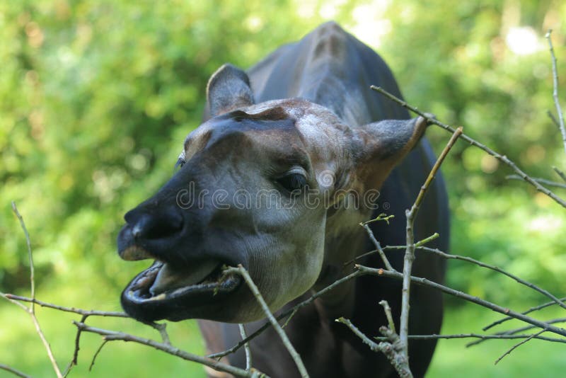 Thed closeup of eating okapi. Thed closeup of eating okapi.