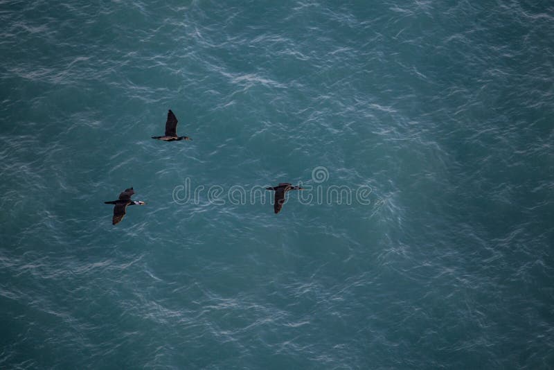 Thee black seagulls flying with sea water on background stock photo Thee black seagulls flying with sea water on background stock photo