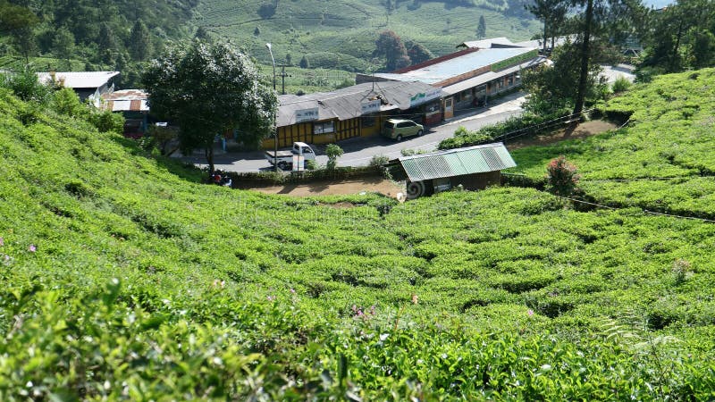 Theeaanplanting in Puncak royalty-vrije stock fotografie Theeaanplanting in Puncak royalty-vrije stock fotografie