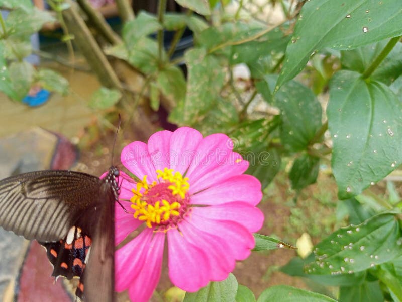 Themes Beautiful Butterfly in Garden Stock Image Image of petal