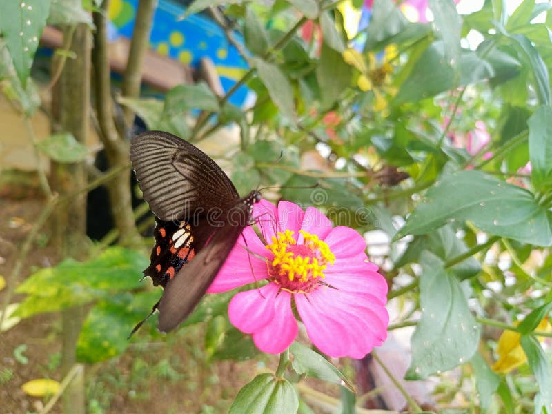 Themes Beautiful Butterfly in Garden Stock Photo Image of petal