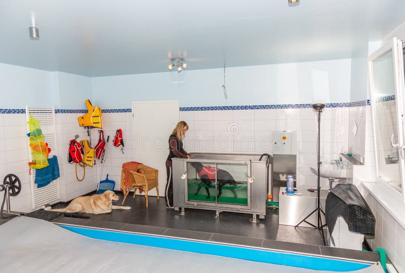 Hydrotherapy for sick dogs in a underwater treadmill. Hydrotherapy for sick dogs in a underwater treadmill