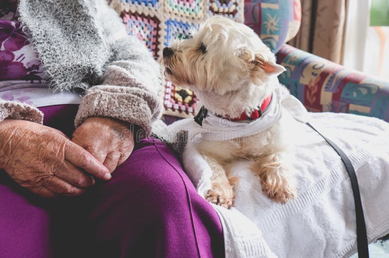 Therapieschoßhund auf Couch nahe bei älterer Person im Ruhestand bezüglich
