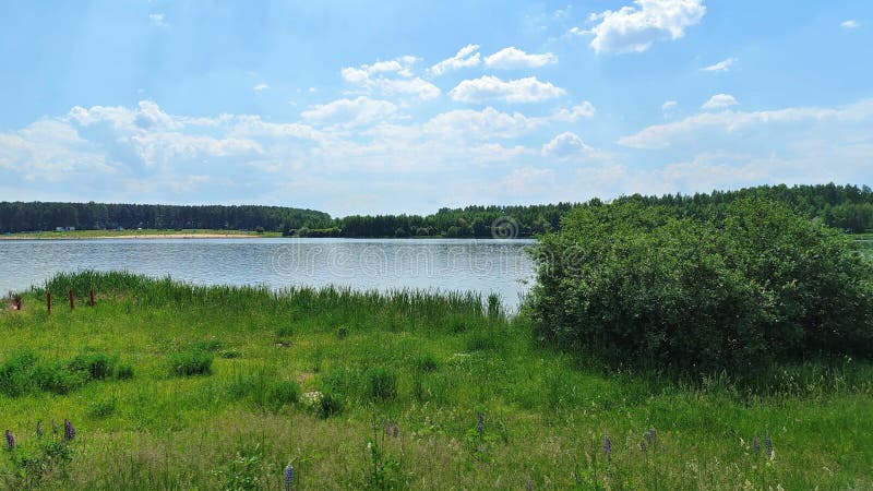 There are bushes growing on the grassy shore of the lake. On the water - ripples, near the shore - reeds. On the far shore there i