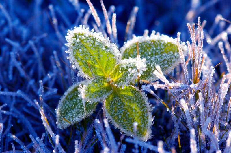 Beautiful green petal (winter, hoarfrost). A dark blue background. Beautiful green petal (winter, hoarfrost). A dark blue background.