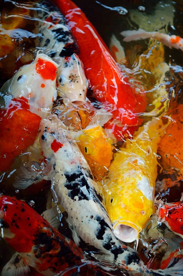 The Koi fish at japan stock image. Image of japanese 118170767