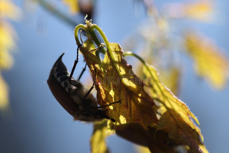 Beetles Eat the Leaves of the Trees. Stock Image Image of fauna, wing 218321123
