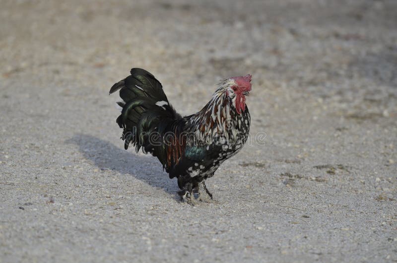 A Rooster Looking for Chickens Stock Photo Image of mountains