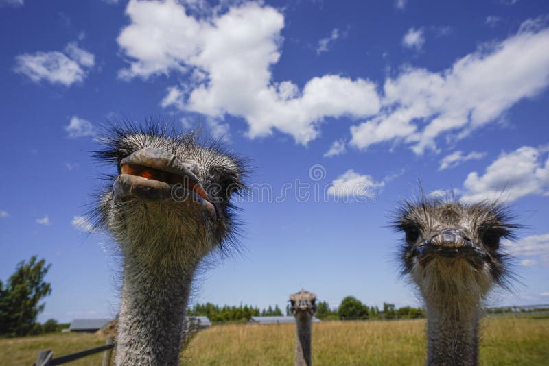 These are ostriches on an ostrich farm. These are cute funny animals with long eyelashes and expressive eyes.