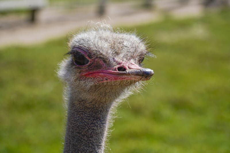 There is Ostriche on an Ostrich Farm. these are Cute Funny Animals with Long Eyelashes and Expressive Eyes Stock Photo - Image of bird, finger: 231432600 There is Ostriche on an Ostrich Farm. these are Cute Funny Animals with Long Eyelashes and Expressive Eyes Stock Photo - Image of bird, finger: 231432600