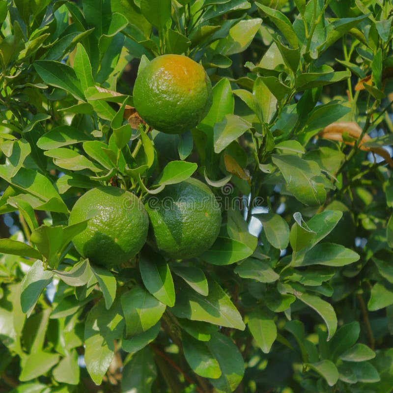 Raw Oranges are Seen on the Tree, Fruit, Natural, Nature, Wallpaper