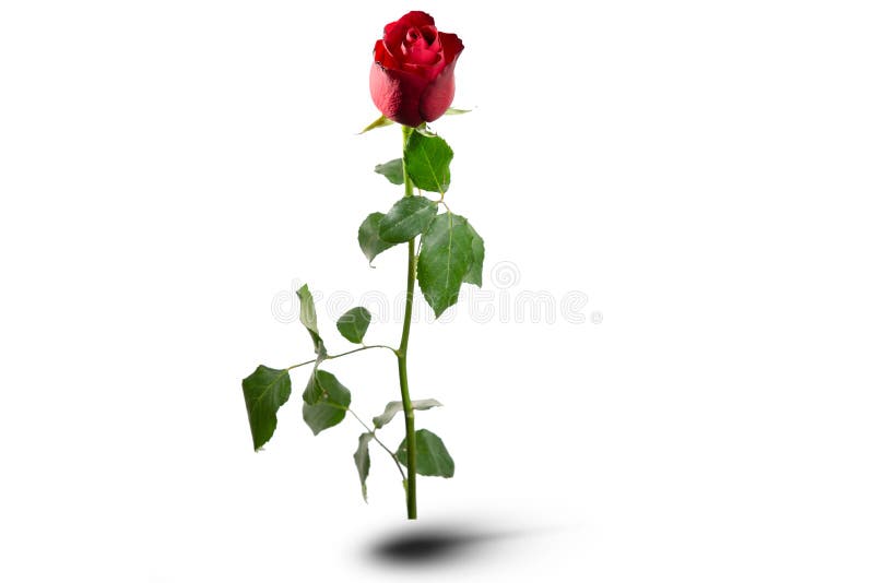 There is red rose with green leafs on the white background. Happy Valentine`s Day