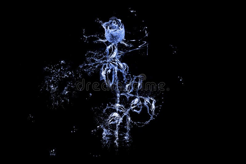 There is rose with leaves made of water on the black background. Happy Valentine`s Day.