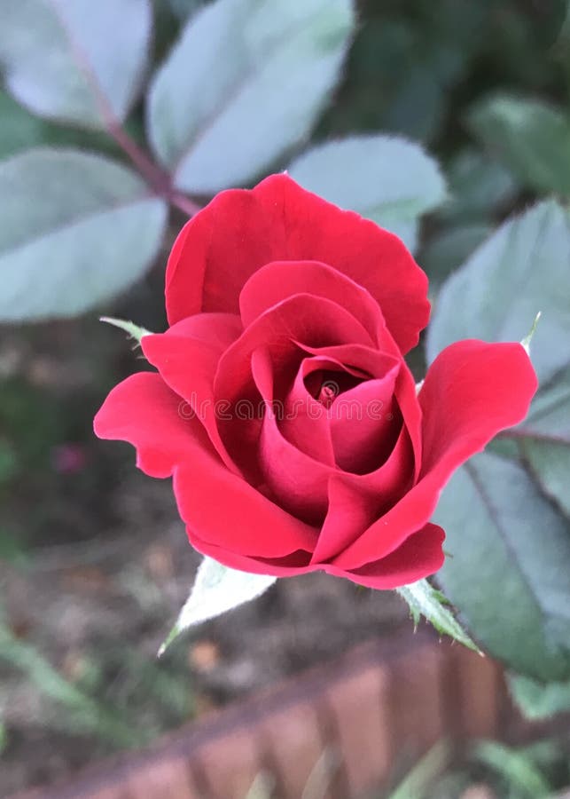 Oklahoma Red Rose