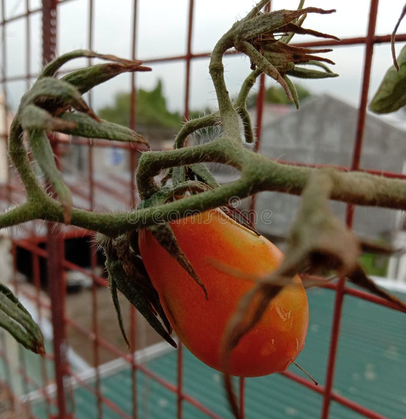 theripetomato photo stock theripetomato photo stock