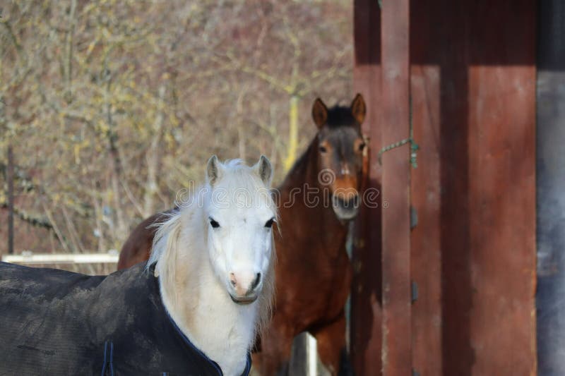 Thermal Blanket Horses Stock Photos Free & RoyaltyFree Stock Photos
