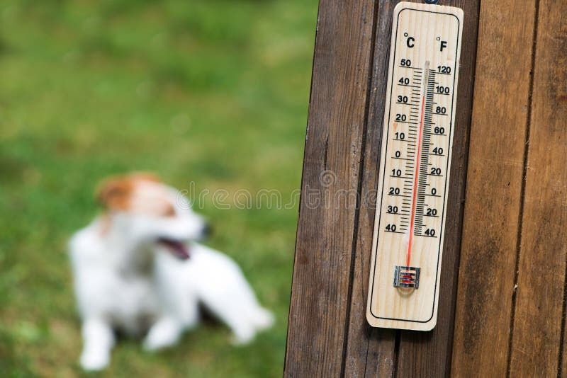 Thermometer on wood and dog in the background