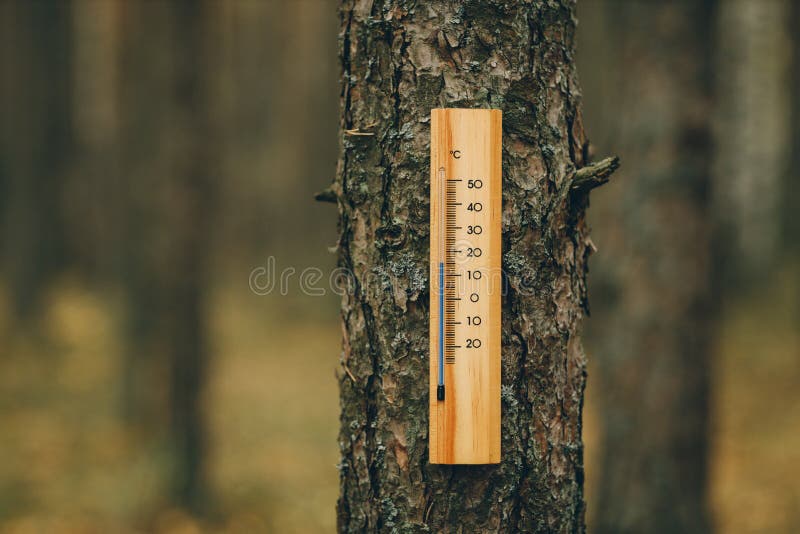 Thermometer on the background of a trees and a dry leaf shows the plus 15 degrees temperature