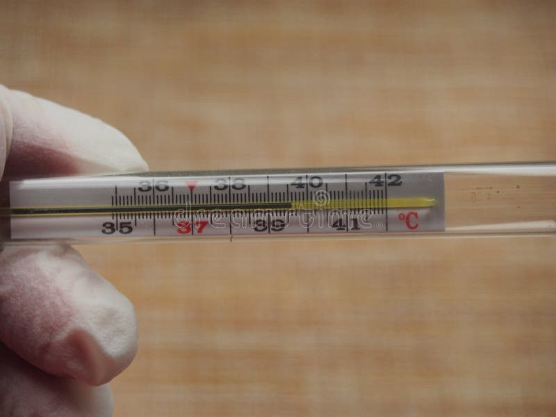 Artificial Body Temperature 36 7 C The Thermometer Shows the Normal Body Temperature. 36.7 Degrees Celsius