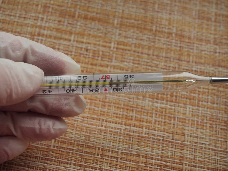 Artificial Body Temperature 36 7 C The Thermometer Shows the Normal Body Temperature. 36.7 Degrees Celsius