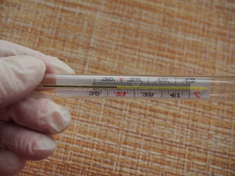 Artificial Body Temperature 36 7 C The Thermometer Shows the Normal Body Temperature. 36.7 Degrees Celsius