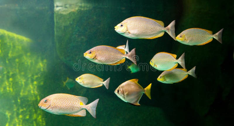 68,291 Aquatic Animals Stock Photos - Free & Royalty-Free Stock Photos from  Dreamstime