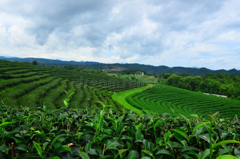 Theâ€‹ greenâ€‹ tea, Choui Fong Tea, Chiangrai, Thailand.