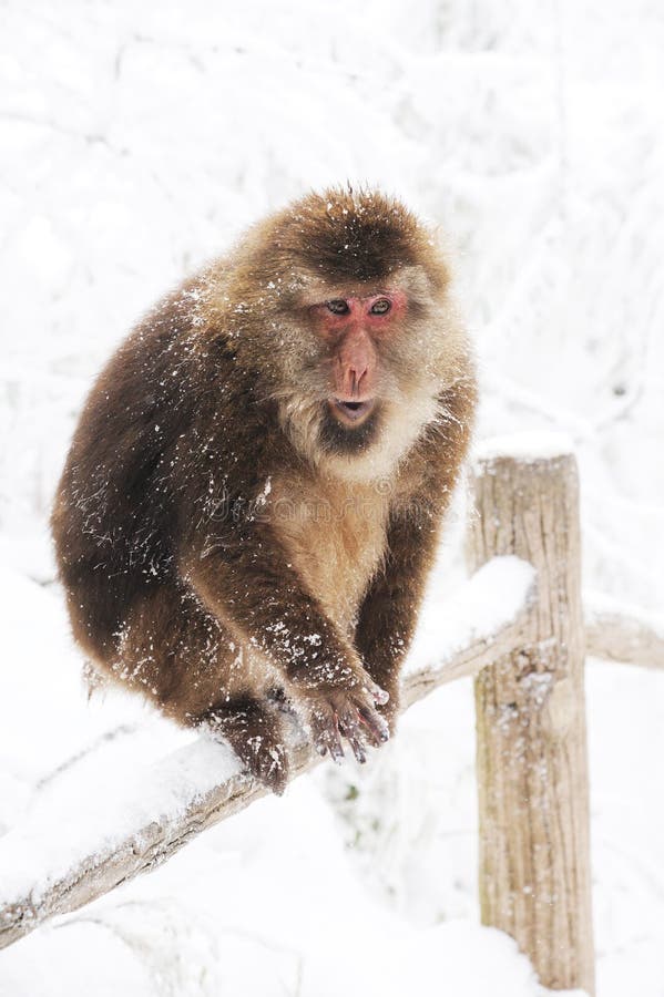 A Macaca thibetana at Mt. emei. A Macaca thibetana at Mt. emei